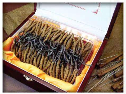 柏乡冬虫夏草回收